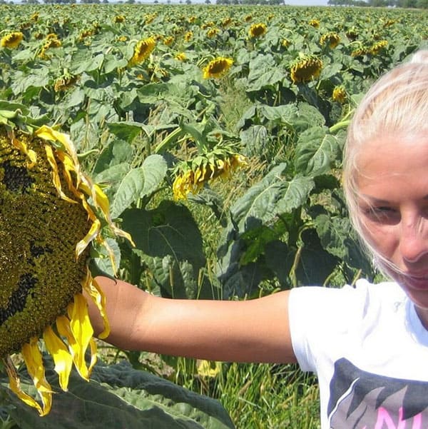Секс с молодой украинкой в подсолнуховом поле 23 фото