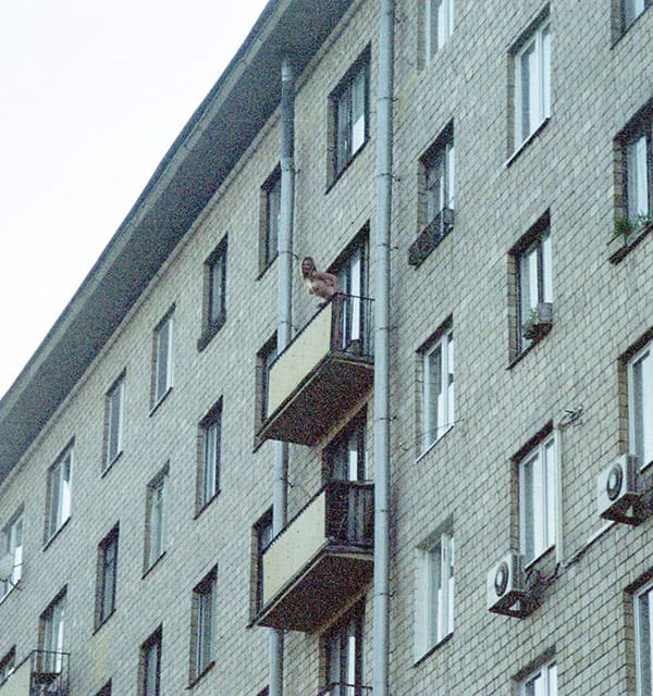 Пьяная шаболда на балконе московской хрущевки 62 фото
